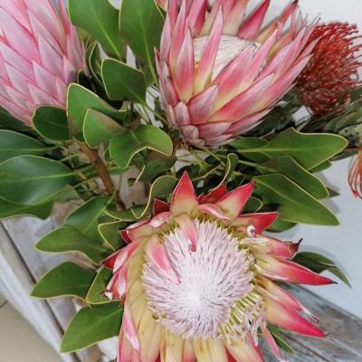 Proteas