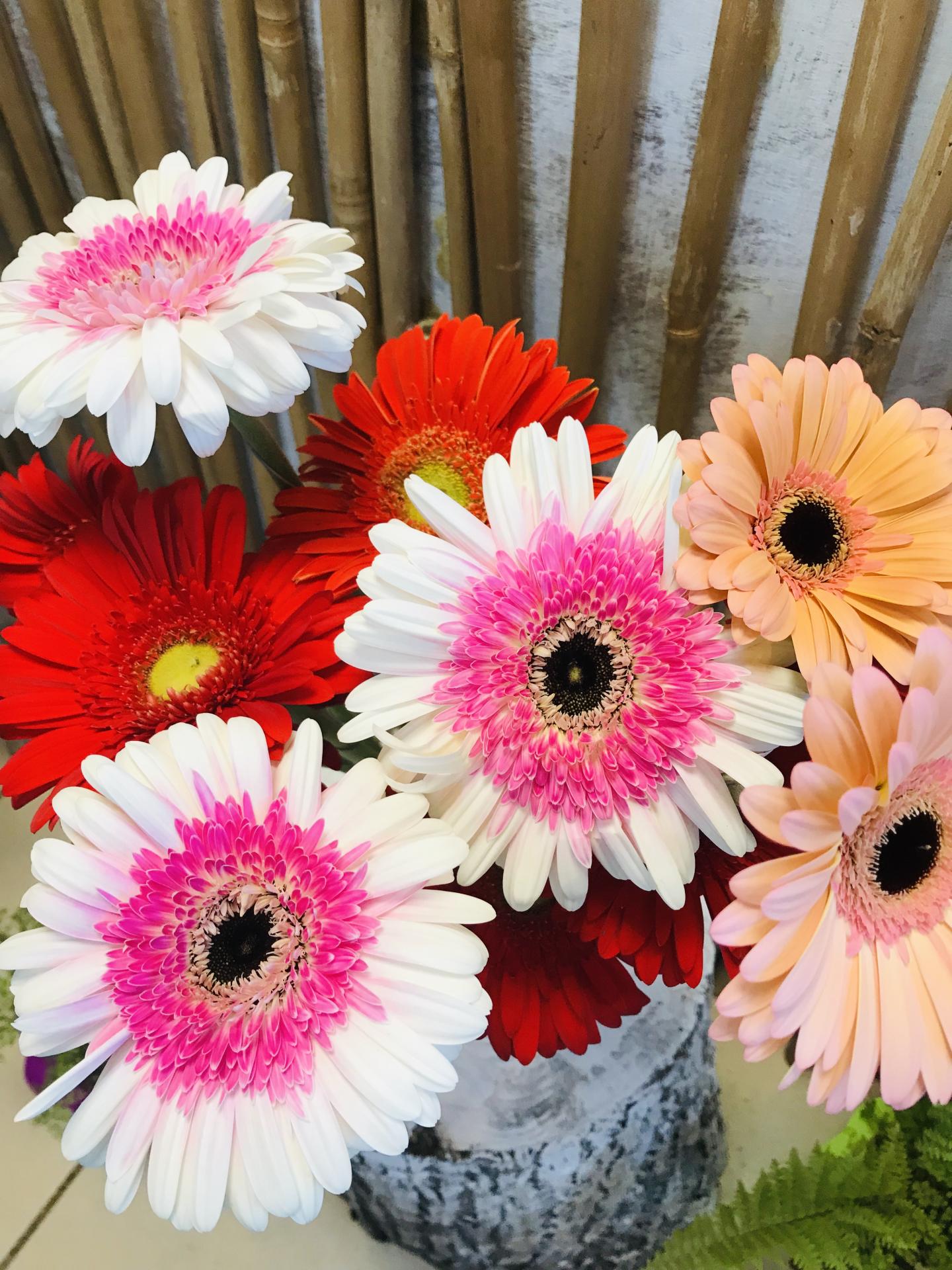 Gerberas